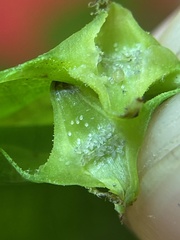 Phylloxera caryaesepta