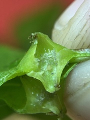 Phylloxera caryaesepta