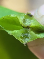 Phylloxera caryaesepta