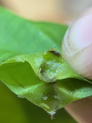 Phylloxera caryaesepta