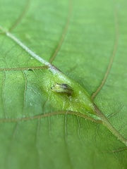 Phylloxera caryaesepta