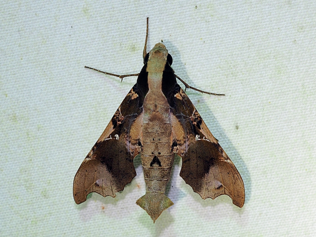 Callionima denticulata
