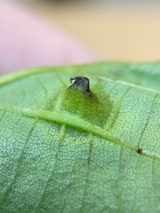 Phylloxera caryaesepta