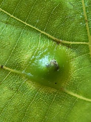 Phylloxera caryaesepta