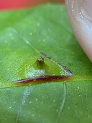 Phylloxera caryaesepta