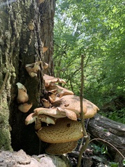 Cerioporus squamosus