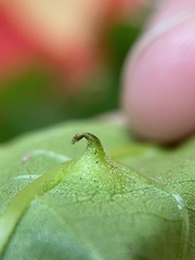 Phylloxera caryaesepta