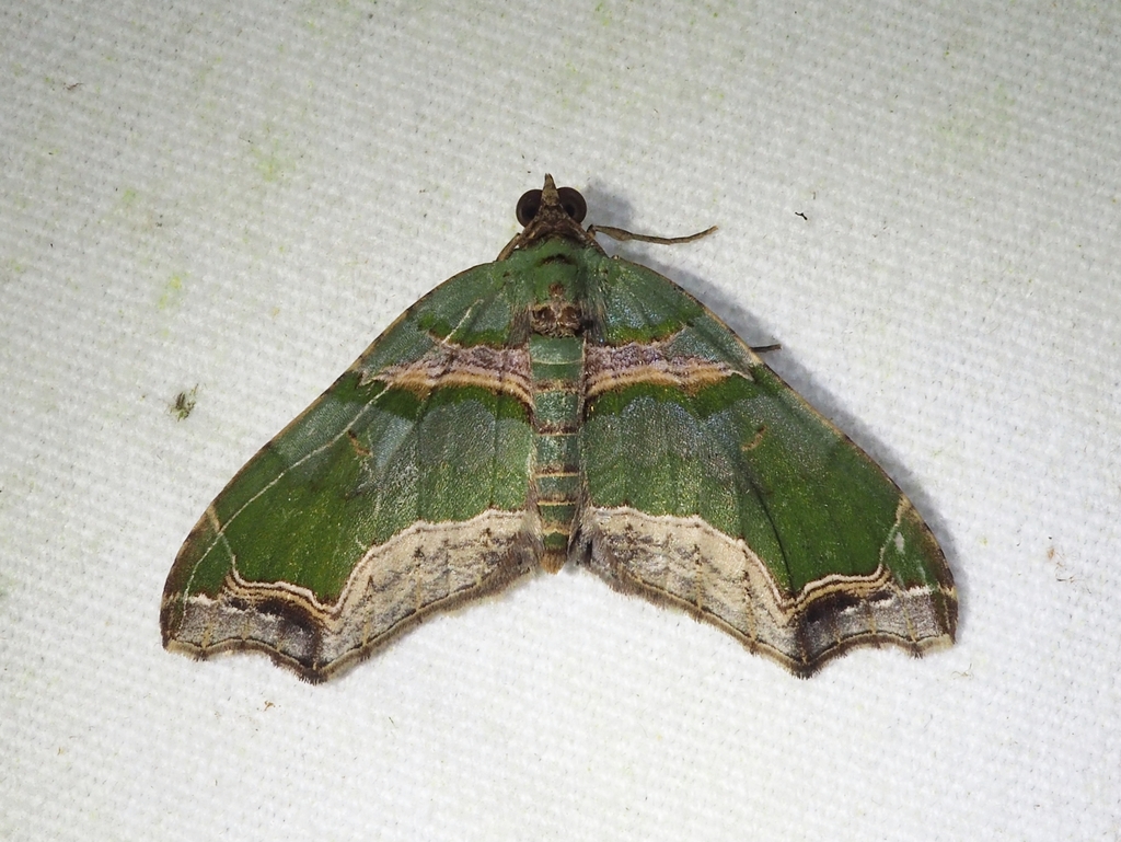 Oligopleura aulaeata