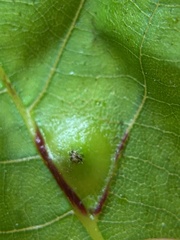 Phylloxera caryaesepta