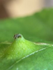 Phylloxera caryaesepta