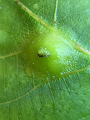 Phylloxera caryaesepta