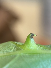 Phylloxera caryaesepta