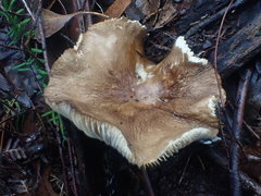 Lactifluus wirrabara