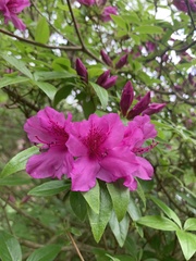 Rhododendron