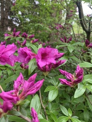 Rhododendron