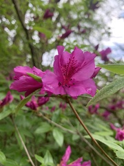 Rhododendron