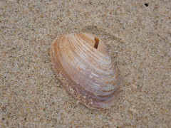 Irus crenatus