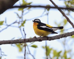 Ficedula zanthopygia