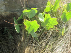 Senecio oxyriifolius