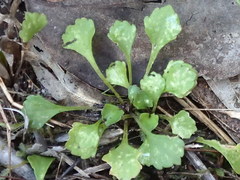 Viola cleistogamoides