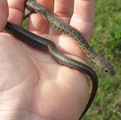 Erythrolamprus almadensis