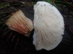 Lactifluus wirrabara