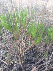 Artemisia salsoloides
