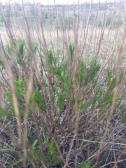 Artemisia salsoloides