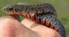 Erythrolamprus almadensis