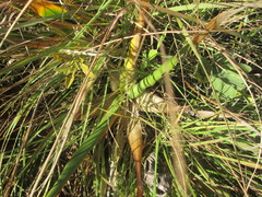 Schizocarphus nervosus