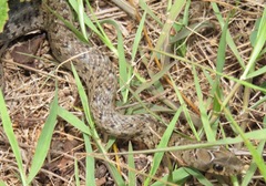 Erythrolamprus almadensis