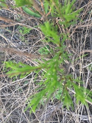 Artemisia salsoloides