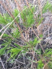 Artemisia salsoloides