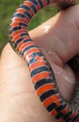 Erythrolamprus almadensis