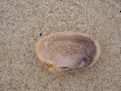 Irus crenatus