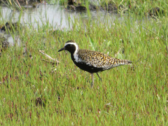 Pluvialis fulva