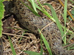 Erythrolamprus almadensis