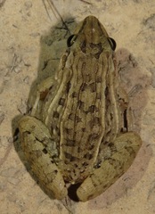 Leptodactylus macrosternum