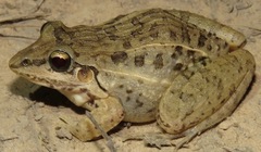 Leptodactylus macrosternum