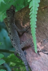 Anolis ortonii