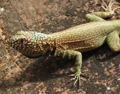 Tropidurus melanopleurus melanopleurus
