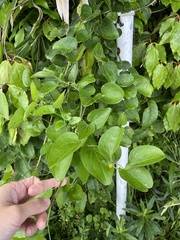 Cocculus orbiculatus