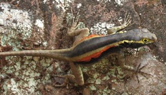 Tropidurus melanopleurus melanopleurus