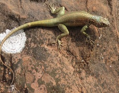 Tropidurus melanopleurus melanopleurus
