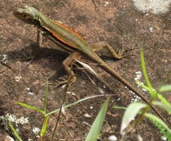 Tropidurus melanopleurus melanopleurus