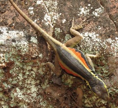Tropidurus melanopleurus melanopleurus