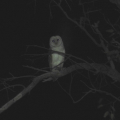 Tyto alba delicatula