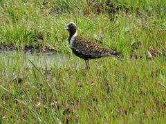 Pluvialis fulva