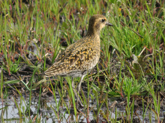 Pluvialis fulva