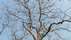 Lagerstroemia microcarpa